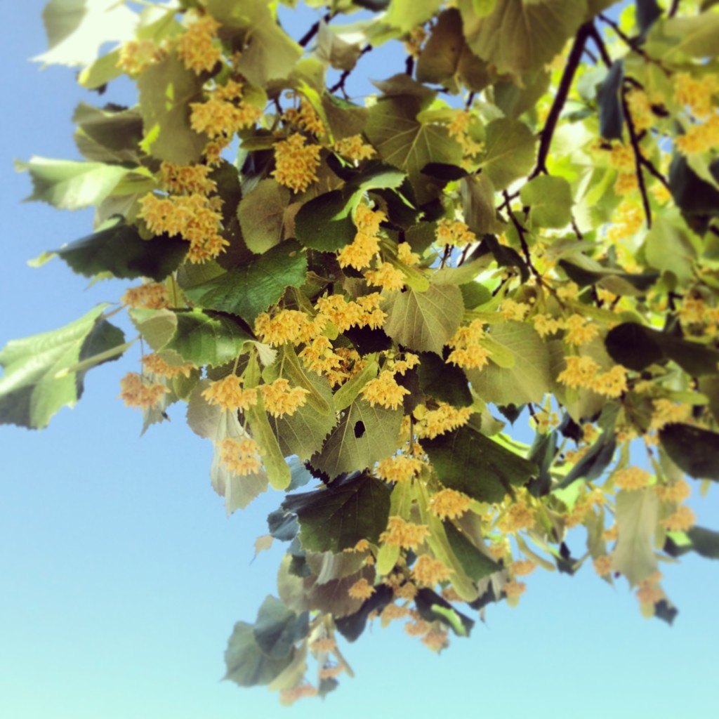 Linden tree branch... mmmm...those blooms smell good!