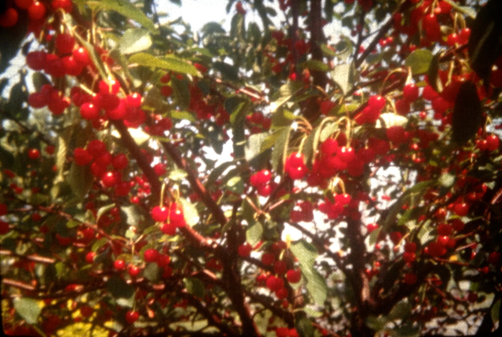 More cherries!