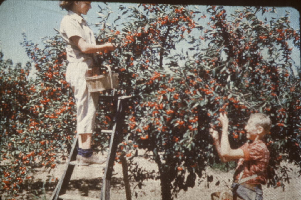 Circa 1960 - Monica and Edmund - cherry picking