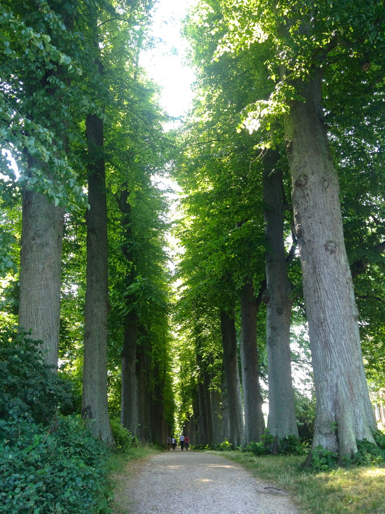 Linden Allee, on the Castle grounds. (Schloss Garten)