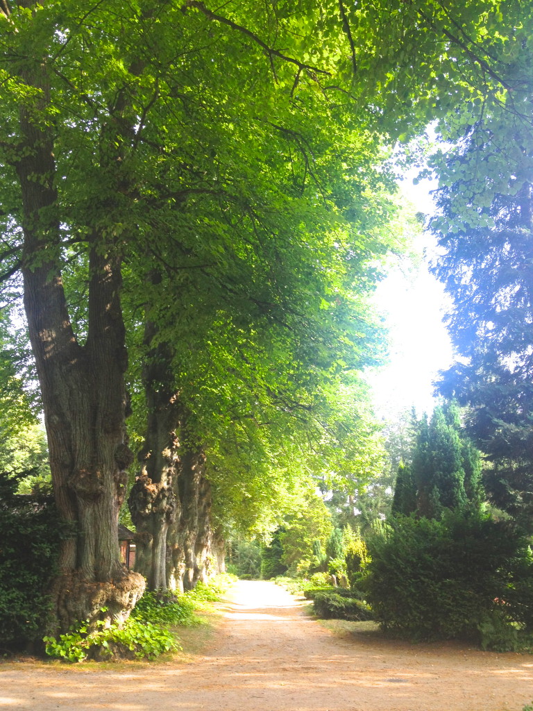 Old linden trees canopied along the pathway in the cemetery