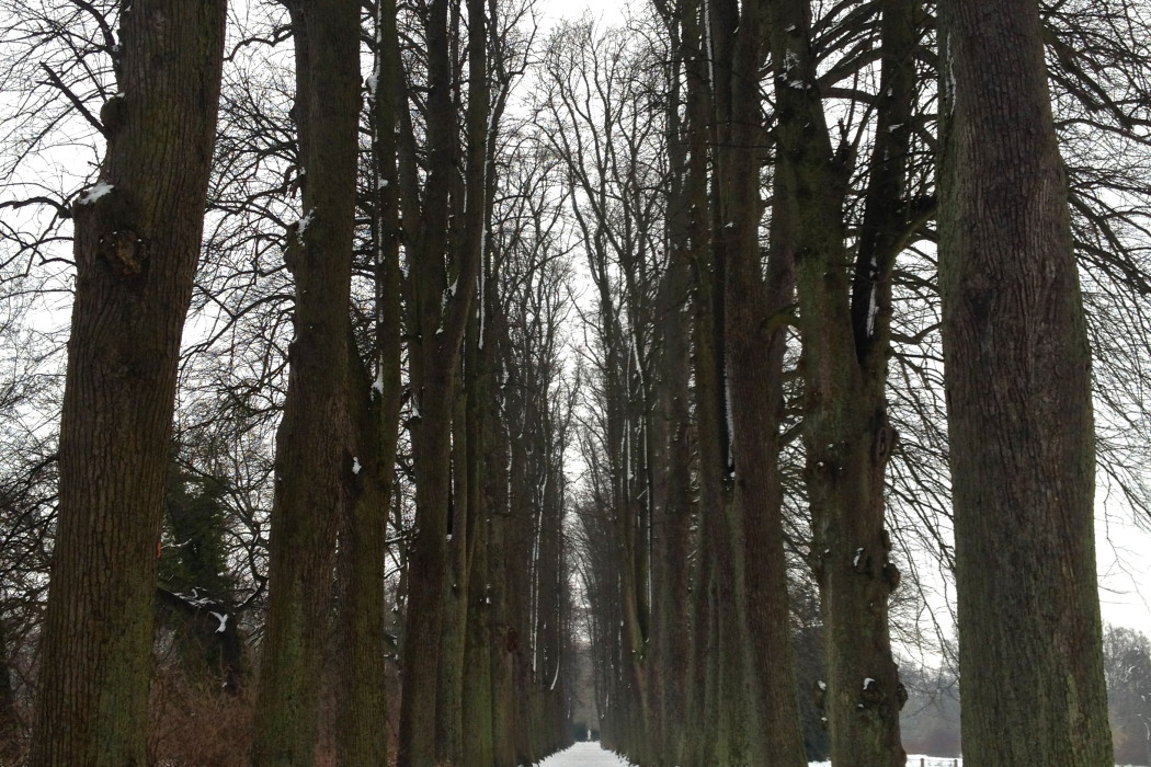 Linden Alley in the winter-time